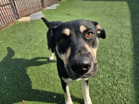 Waverly- $75 Adoption Fee! Diamond Dog! photo 2