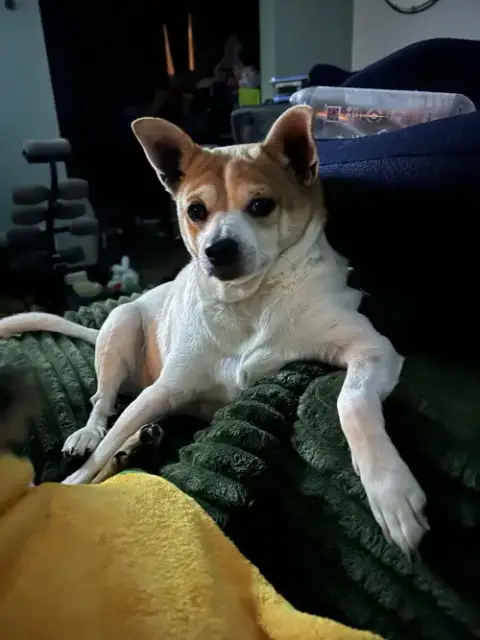 Bruiser photo 4