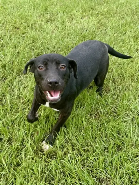 Trixie photo 4