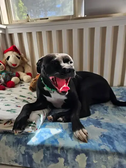 Harley photo 2