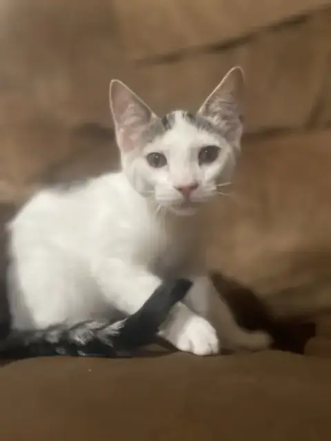Artie