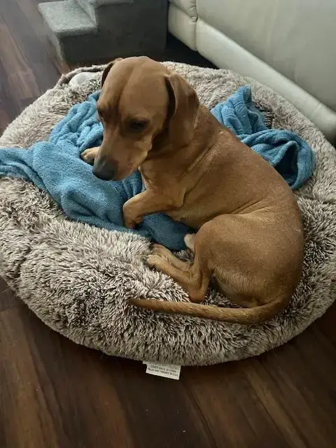 Odie photo 3