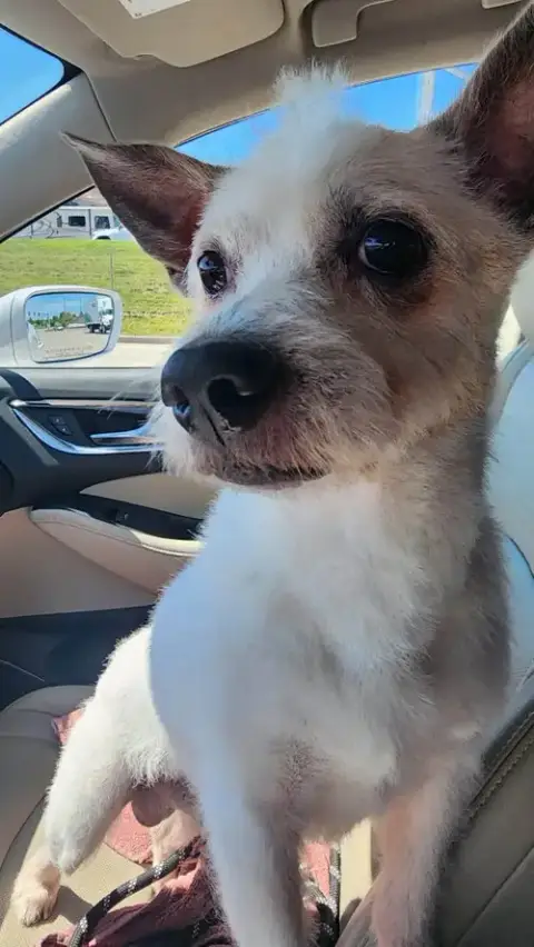 Mowgli