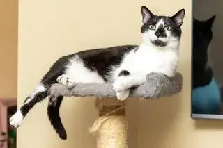 Biscuit Catio photo 2
