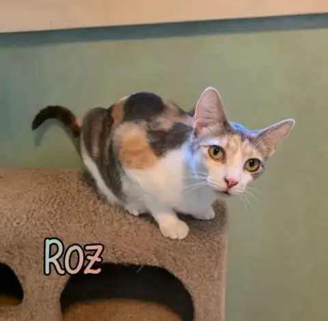 Roz