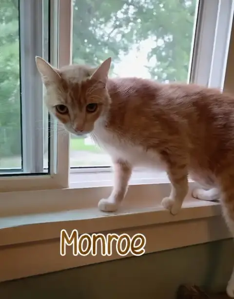 Monroe photo 3