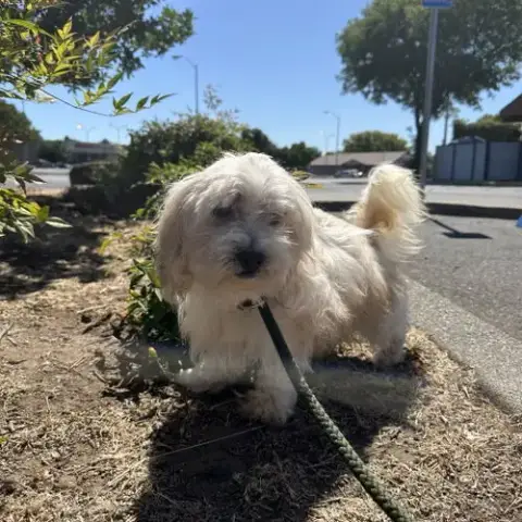 Gizmo photo 2