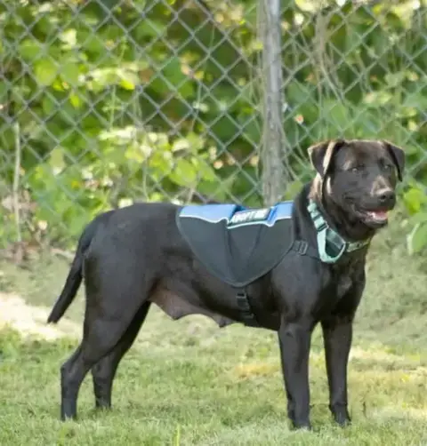 Pepper: Not At Shelter photo 3
