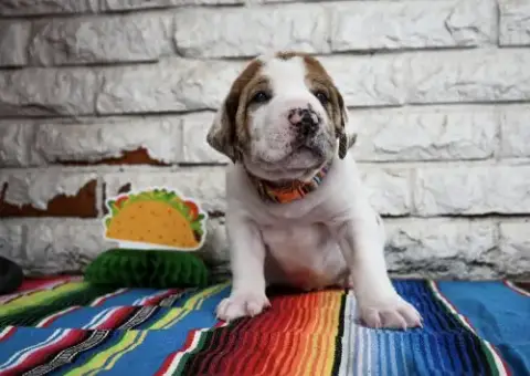 Queso photo 3