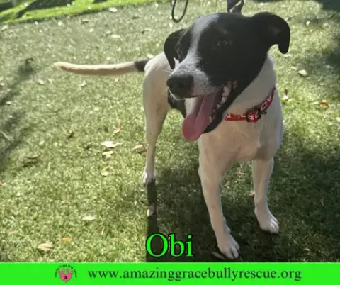 Obi photo 5