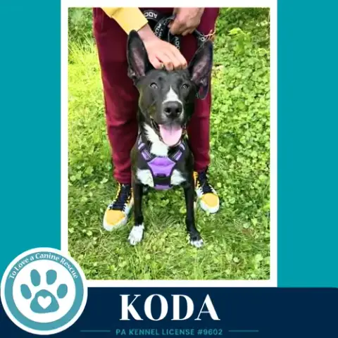 Koda 101125 photo 2