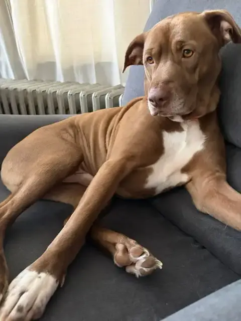 Junior