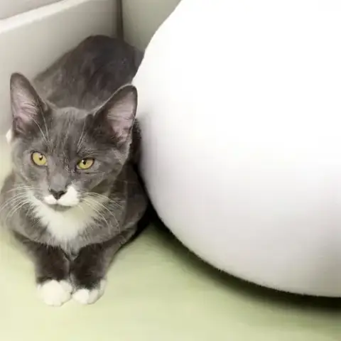 Maeve