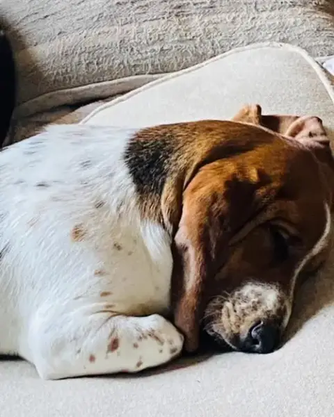 Hazel Basset