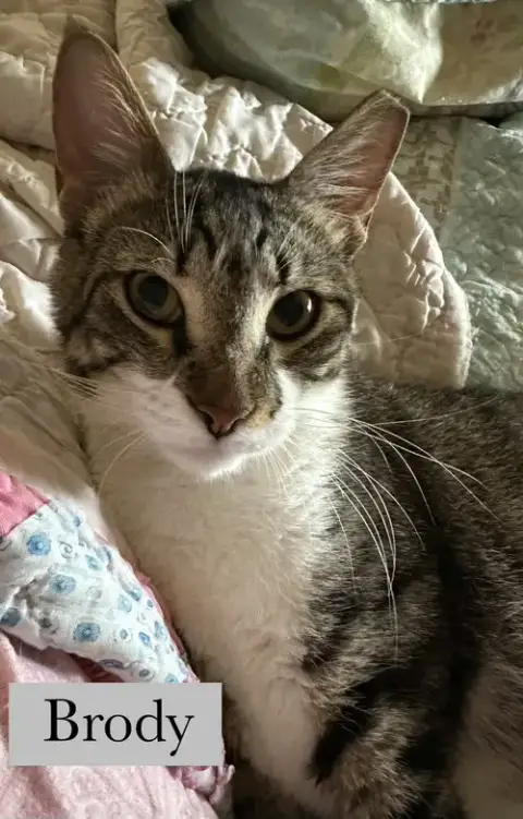 Brody photo 2
