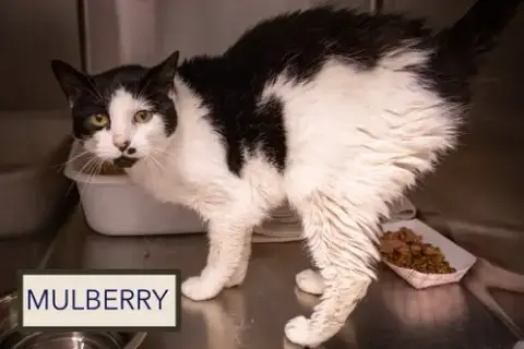Mulberry photo 4