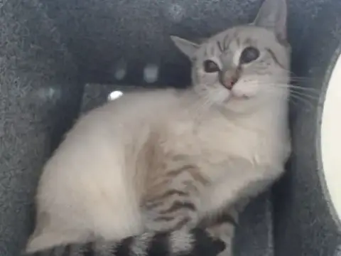 Mama Cat