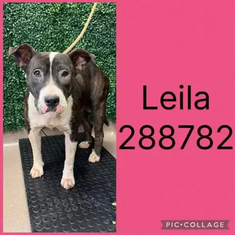 Leila