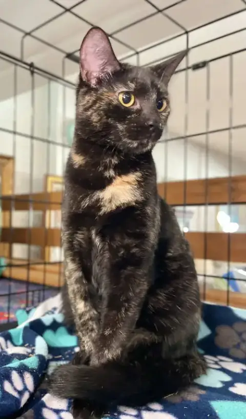 Papaya photo 4