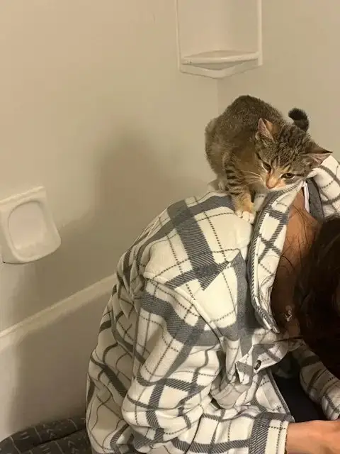 Jax Kitten photo 2