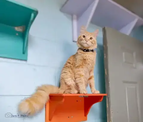 Simba