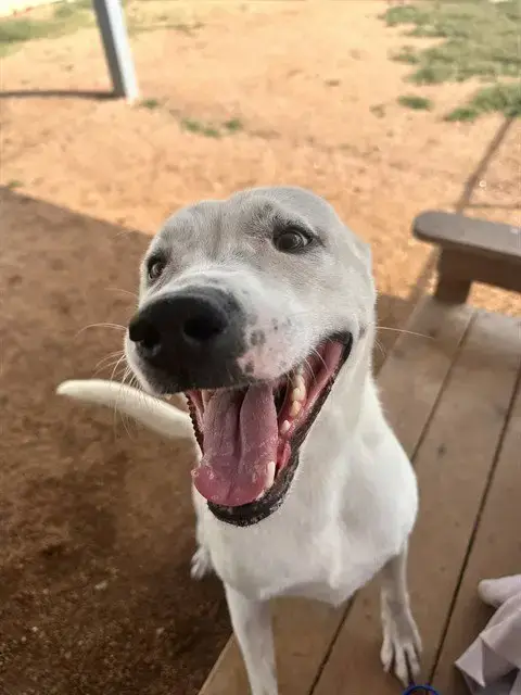 Waldo