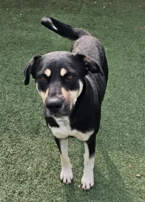 Waverly- $75 Adoption Fee! Diamond Dog! photo 3