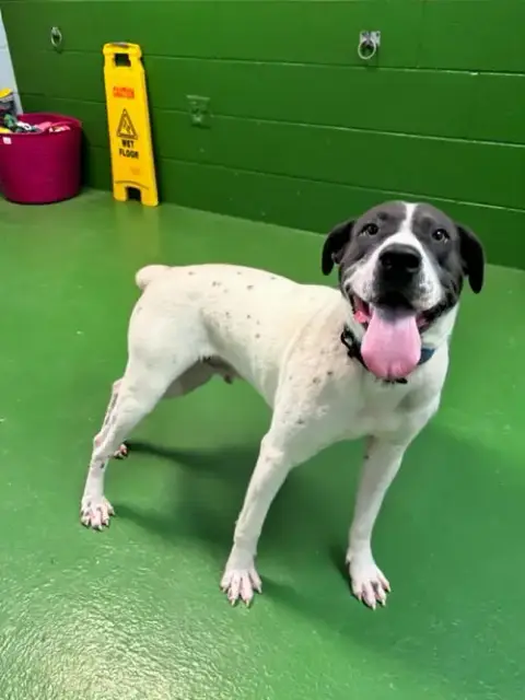 Chloe: Not At Shelter photo 2