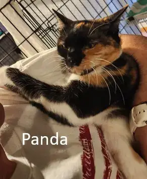 Panda photo 2