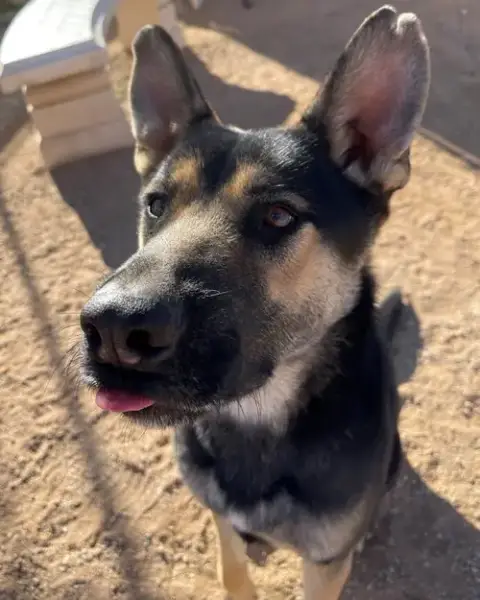 Sarge - photo 5