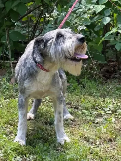 Karlie/Adopted