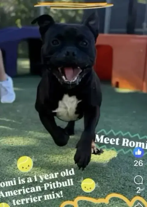 Romi photo 4