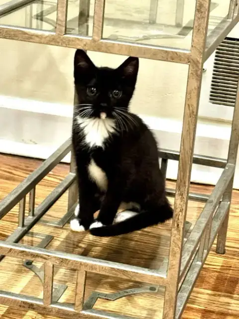 Nadine'S Dr Pepper Kitten