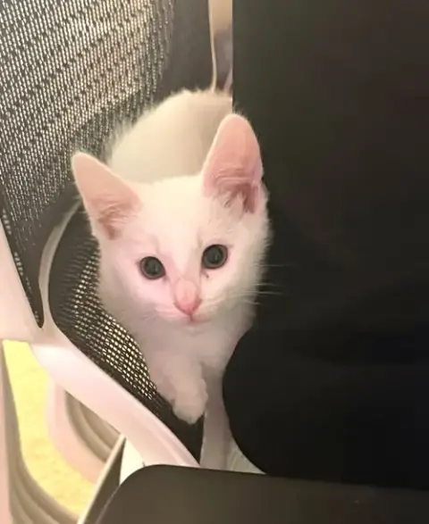 Olaf
