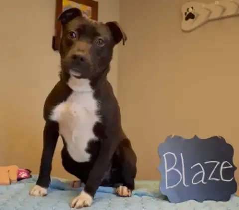 Blaze photo 4