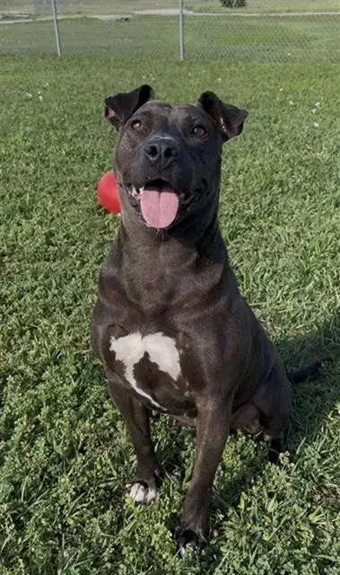 Bonnie