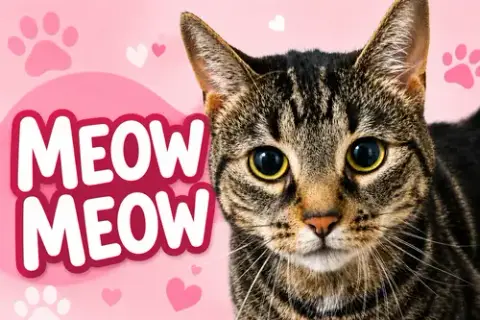 Meow Meow photo 3