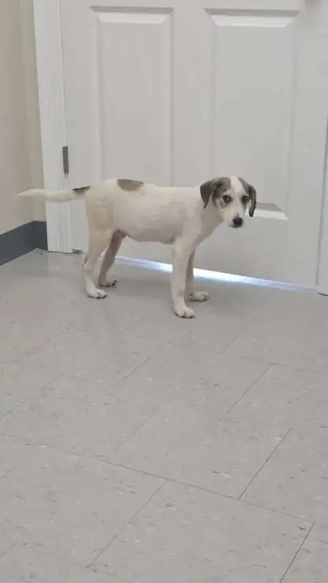 Peetie