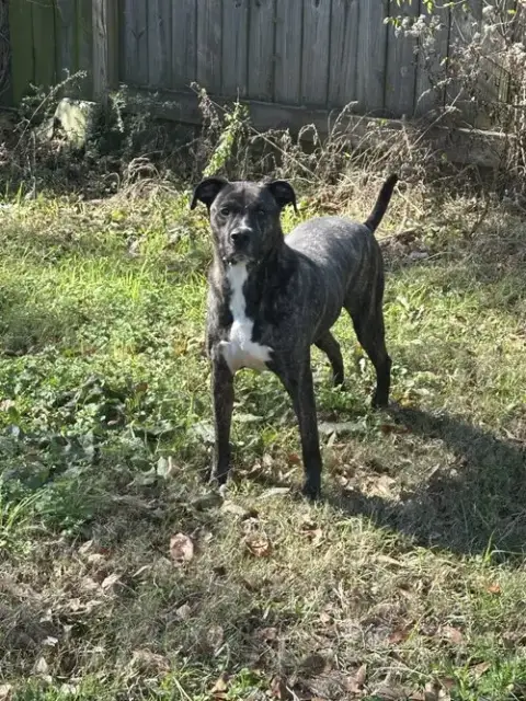Bruno photo 2