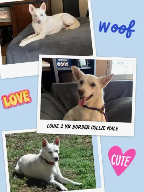 Louie  – 1 Year