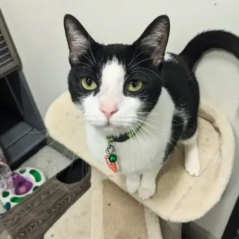 Loki