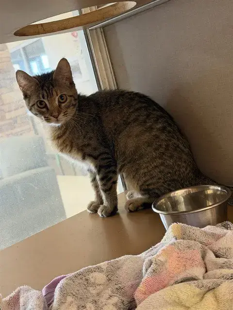 Tobias
