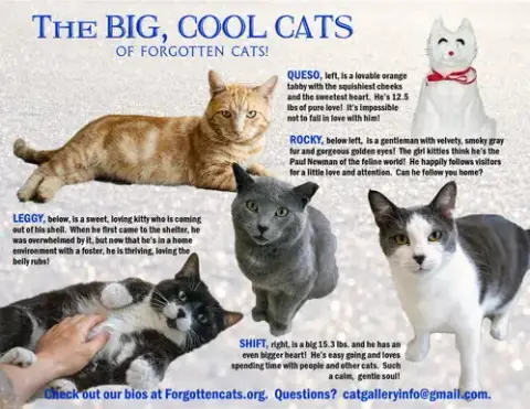 Big Cats:  11+ Pounds