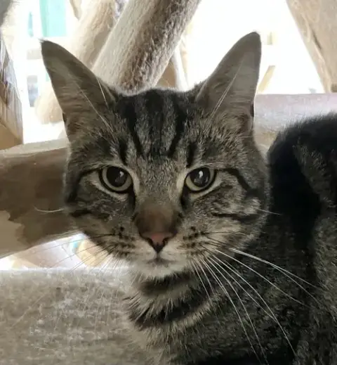 Tobias