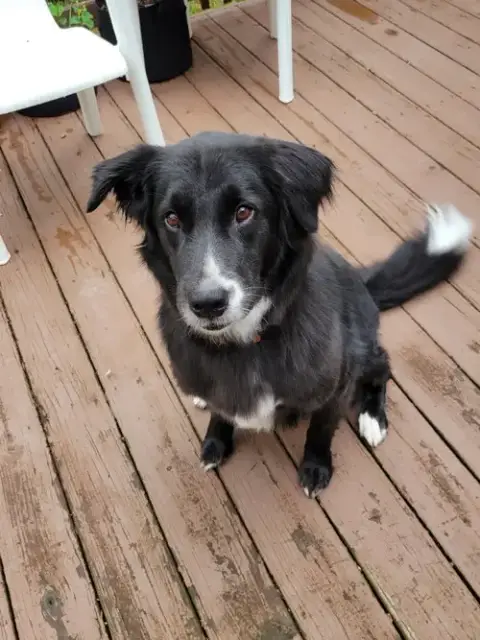 Percy-The Super Smart Lover Boy