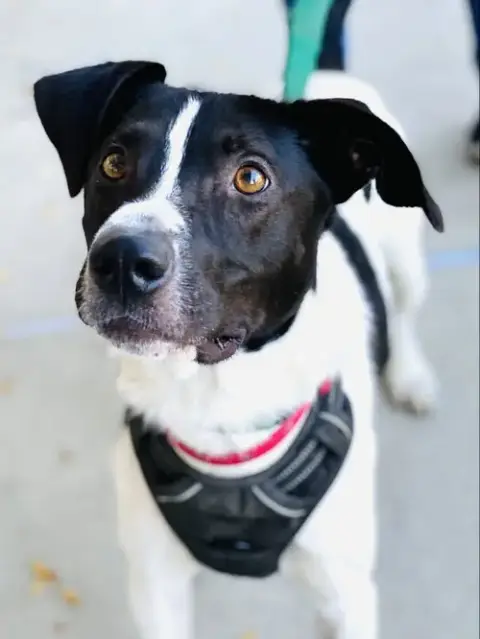 Chester 2 *Adopt Or Foster* photo 5