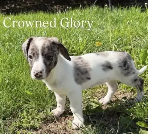 Crowned Glory photo 3