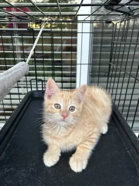 Princess Peach Kitties
