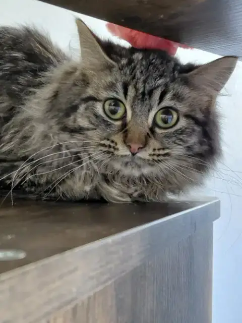 Dixie @ The Cat'S Brew photo 5