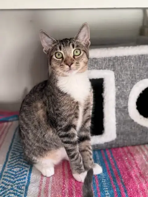 Tom